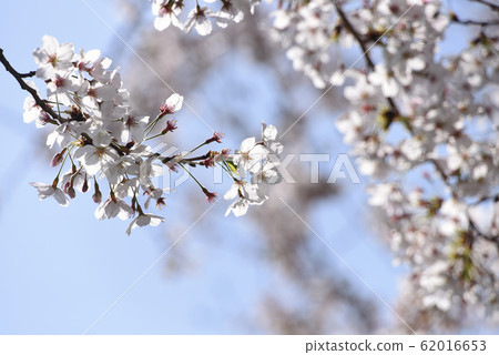 Cherry Blossoms Cherry Blossoms 62016653