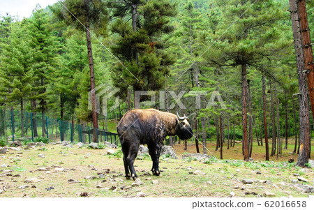 Portrait of takin, goat-cow animal, symbol of 62016658