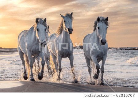 White horses in Camargue, France. White horses in Camargue, France. 62016707