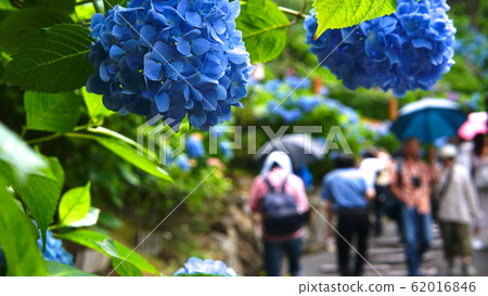 紫陽花與多躲雨的人 62016846