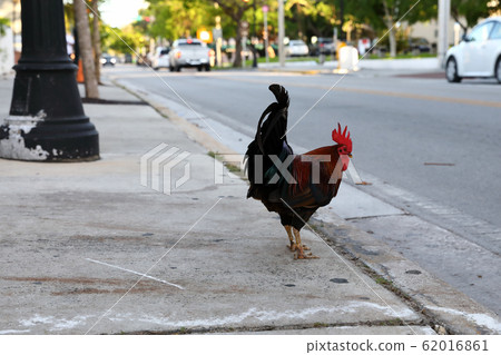 America & Chicken America & Chicken 62016861