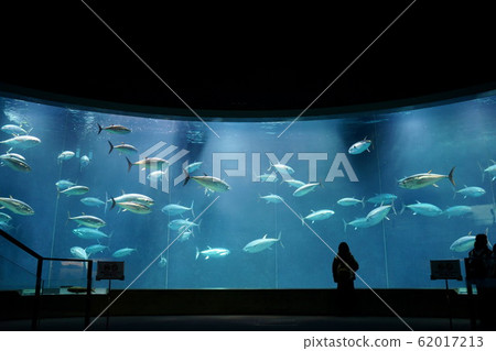 Tuna giant aquarium 62017213