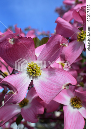 Dogwood Dogwood 62017261
