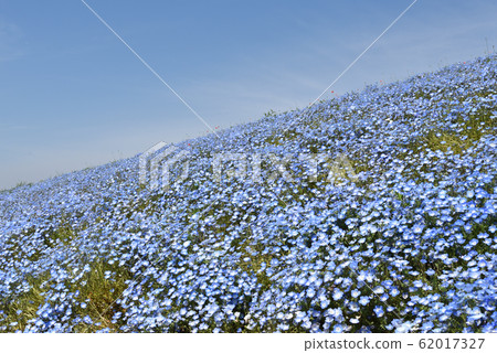 Nemophila 62017327