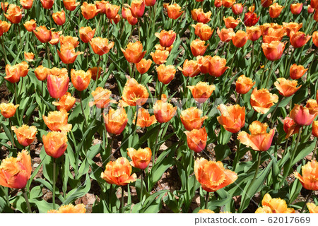 Tulip Tulip 62017669