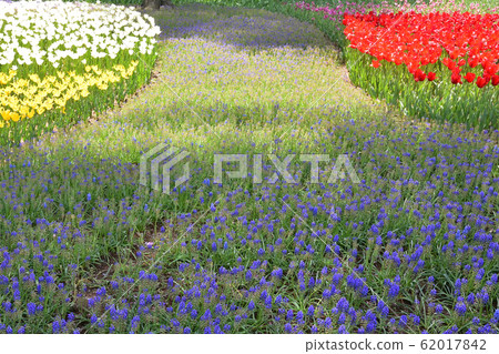 穆斯卡里，亞美尼亞cam 62017842