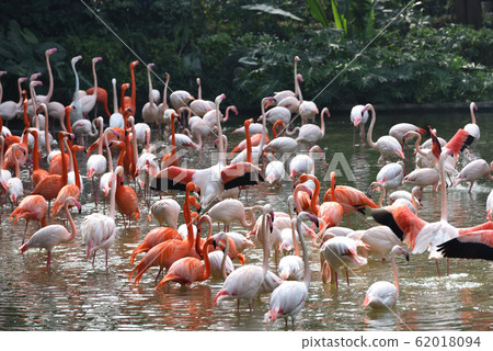 火烈鳥 火烈鳥 62018094