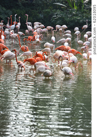 Flamingo Flamingo 62018095