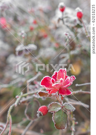 Frozen flowers in a winter day Frozen flowers in a winter day 62018235