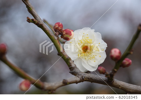 一朵梅花1 一朵梅花1 62018345