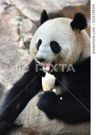 giant panda giant panda 62018604