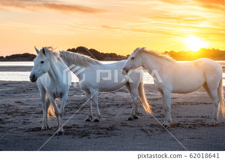White horses in Camargue, France. White horses in Camargue, France. 62018641