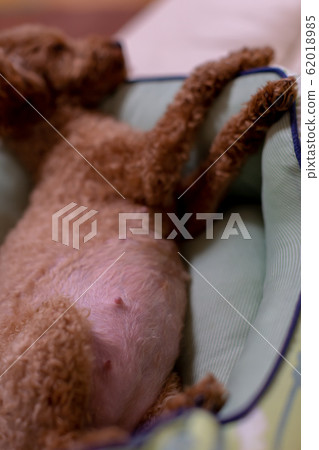 Toy Poodle Pregnant dog just before giving birth 62018985