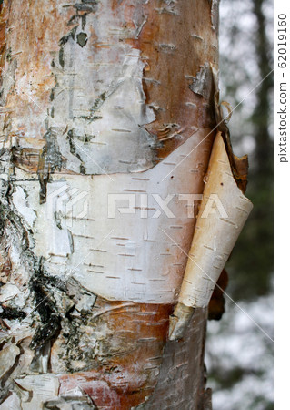 Close-up birch trunk with bark and birch sap drops on it in spring. Close-up birch trunk with bark and birch sap drops on it in spring. 62019160