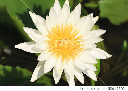 Blooming lotus 62019202