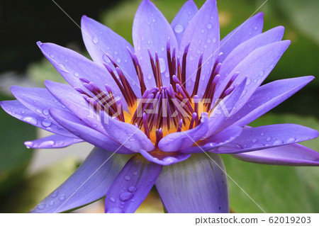 Blooming lotus 62019203