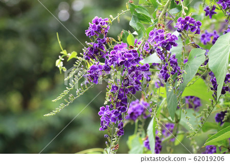 綻放的蕾絲金露花 62019206