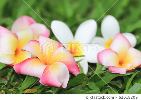 草地上的緬梔花 (雞蛋花) 草地上的緬梔花 (雞蛋花) 62019209