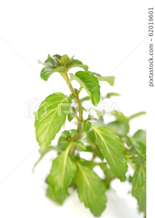 瑞士薄荷 62019601