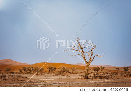 dead tree in hot dry desert sand 62020006