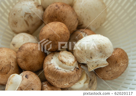 Mushroom 62020117
