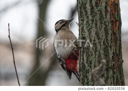 Great spotted woodpecker on a looking for food on 62020556
