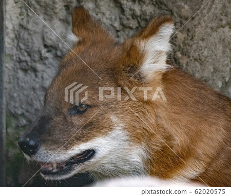 Red maned wolf in the captive animal portrait Red maned wolf in the captive animal portrait 62020575