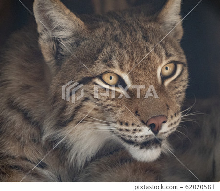 Lynx looks with predatory eyes from the shelter 62020581