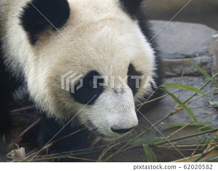 Panda goes on a background of green grass 62020582