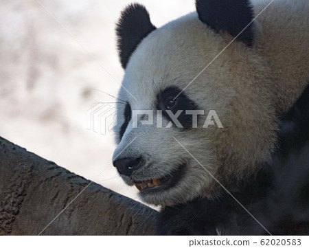 Panda goes on a background of green grass 62020583