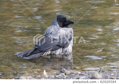 Black bird crow bathing In the lake 62020584