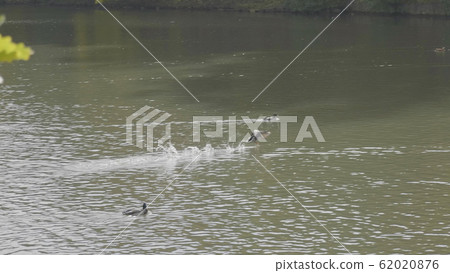 Goose on walk floating in the pond water. 62020876