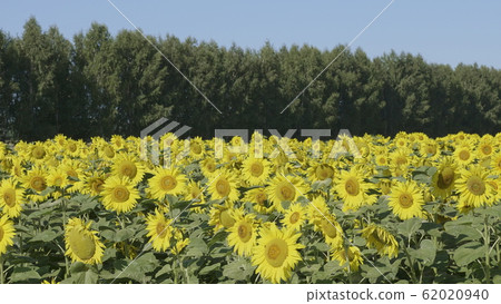 Field of flowering sunflowers with bees collecting Field of flowering sunflowers with bees collecting 62020940