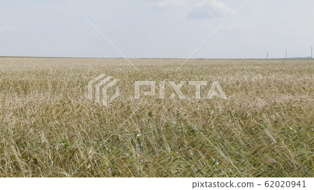 Fields of wheat at the end of summer fully ripe Fields of wheat at the end of summer fully ripe 62020941