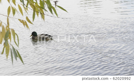 Goose on walk floating in the pond water. 62020992
