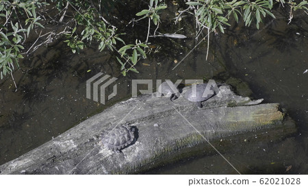Ruby-eared beautiful turtle sits on a log in the Ruby-eared beautiful turtle sits on a log in the 62021028