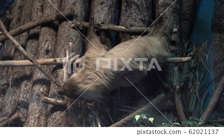 Sloth hanging upside down on a tree branch Sloth hanging upside down on a tree branch 62021137