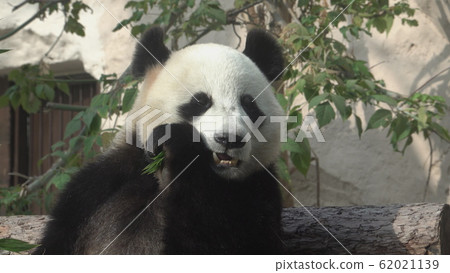 Panda eat juicy bamboo branches for lunch 62021139