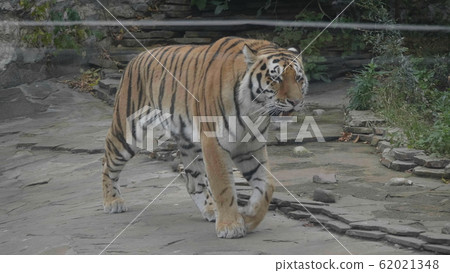 The Amur tiger is the graceful gait of the taiga The Amur tiger is the graceful gait of the taiga 62021348