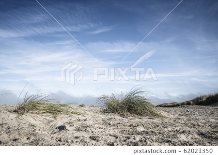Lyme grass on a northern beach 62021350
