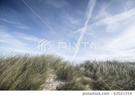 Lyme grass on a sand dune in the summer Lyme grass on a sand dune in the summer 62021354