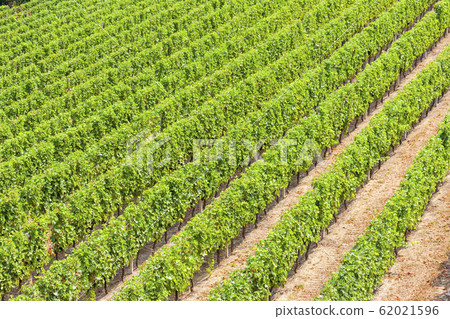 vineyards in the wine region Languedoc-Roussillon, vineyards in the wine region Languedoc-Roussillon, 62021596