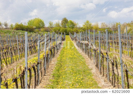 vineyards near Hnanice, Znojmo region, Czech vineyards near Hnanice, Znojmo region, Czech 62021600