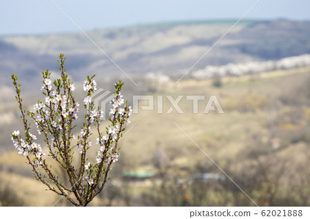 Almond tree orchard in Hustopece, South Moravia, Almond tree orchard in Hustopece, South Moravia, 62021888