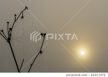 Spider web in sunrise sun 62021978