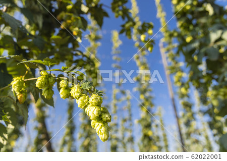Hop field in Zatec region, Czech Republic Hop field in Zatec region, Czech Republic 62022001