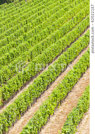 vineyards in the wine region Languedoc-Roussillon, 62022187