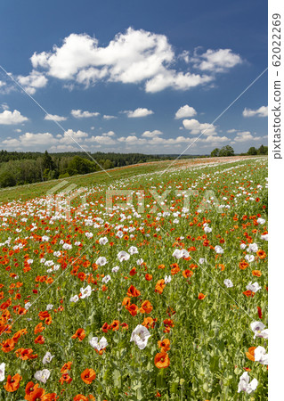Poppy field, Vysoocina near Zdar nad Sazavou, 62022269