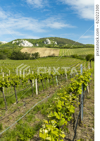 vineyards, Palava, Moravia region, Czech Republic vineyards, Palava, Moravia region, Czech Republic 62022300