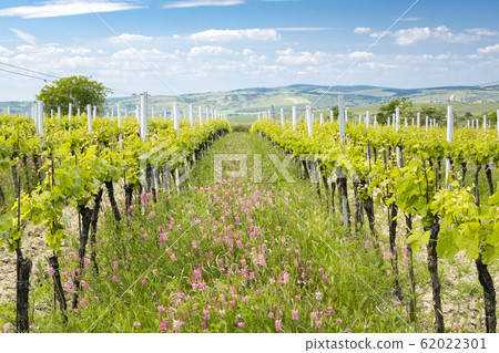floral spacing in organic vineyard near Velke floral spacing in organic vineyard near Velke 62022301